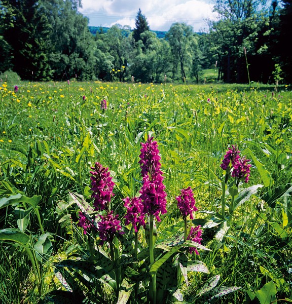 11_Majalis_u_Oserova_kopie-841-800-600-100