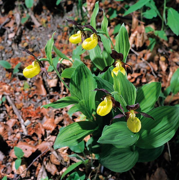 13_Strevicnik_Sutice_2_kopie-858-800-600-100