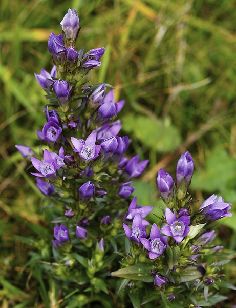 13_h.c__esky__9_kopie-843-800-600-100