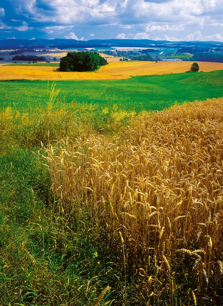 15_obalka_titul_kopie-860-800-600-100