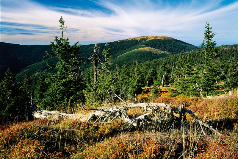 16_Kra__lic__.ze_Sus__iny_kopie-864-800-600-100