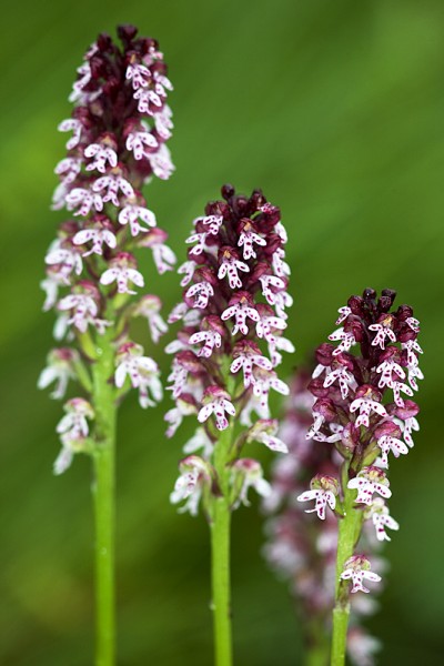 16_Ustul_1_kopie-861-800-600-100