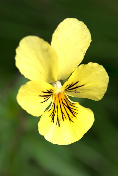 18_Violka_Sudetska_1_kopie-866-800-600-100