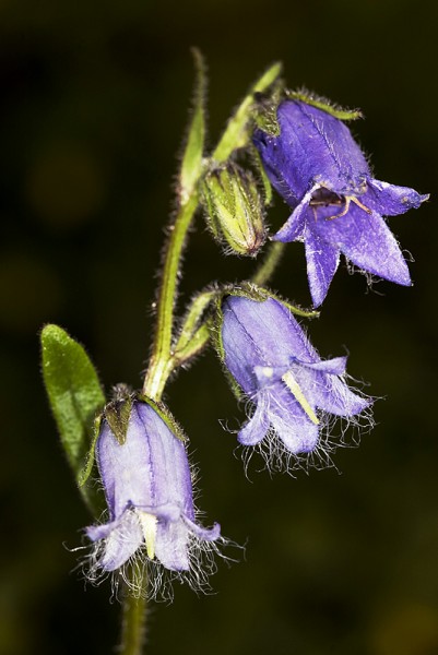 21_Zvonek_vousaty_7_kopie-869-800-600-100