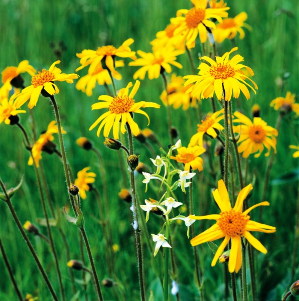 5_Arniky_3_kopie-835-800-600-100