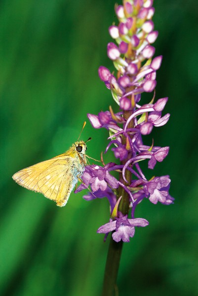 5_Pe__tiprst_Dubno_moty__l_2_kopie-850-800-600-100