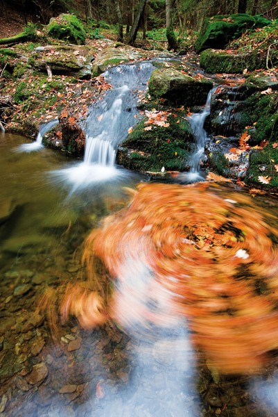 7_Rezkovsky_ptk_kola_listi_CC_kopie-852-800-600-100