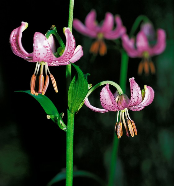 8_39a_euro_kopie-838-800-600-100