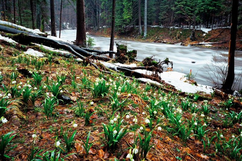 9_Bledule_u_klasterce_2_kopie-839-800-600-100