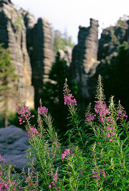 8_Teplice_vrbovka_kopie-829-1100-800-100-c